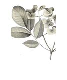Plant Biodiversity Illustration